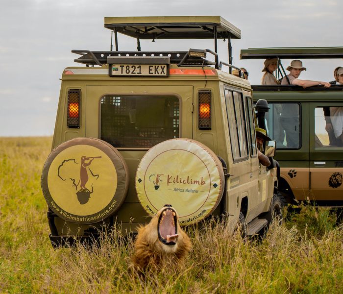 Safaris in Tanzania