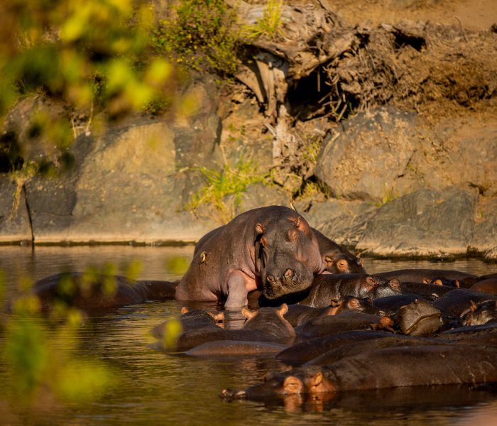 Serengeti
