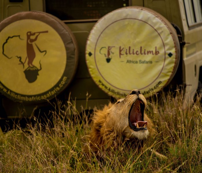 Serengeti Game Drive
