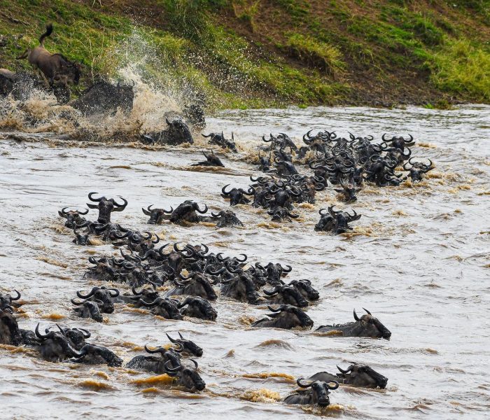 Serengeti Migration