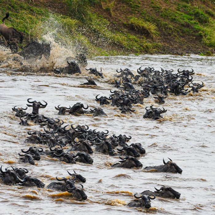 Serengeti Migration