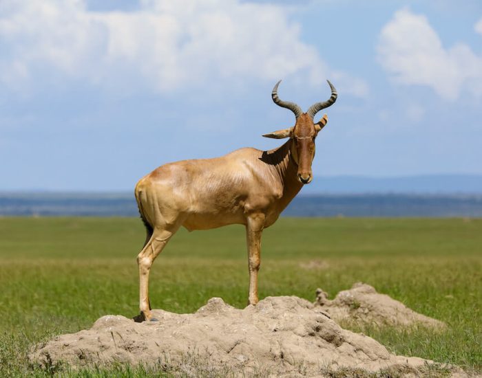 Serengeti National Park