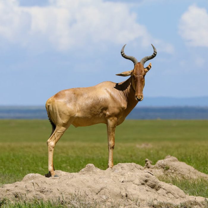 Serengeti National Park