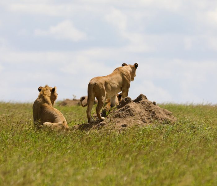 Serengeti Plain