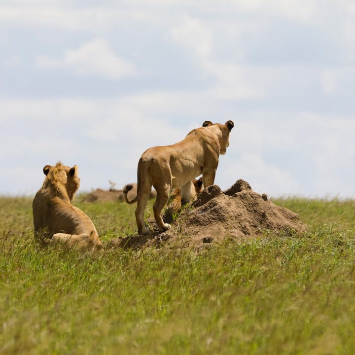 Serengeti Plain