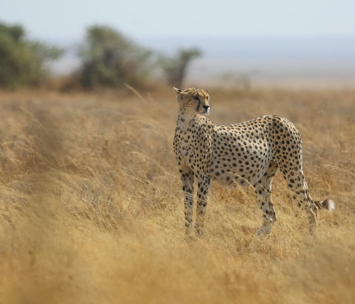 Serengeti Plain savannah