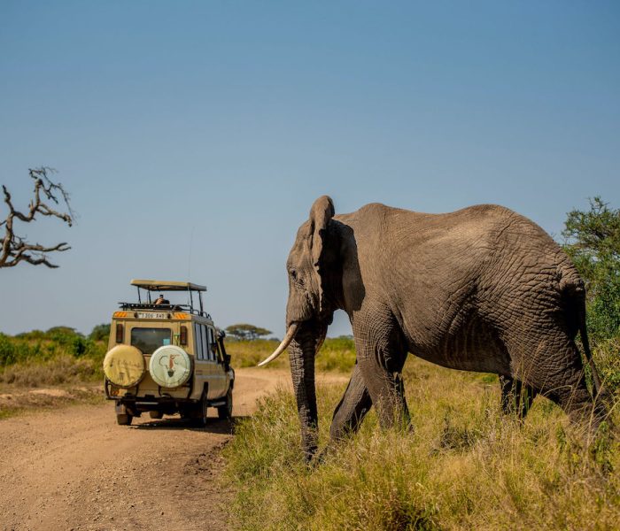 Serengeti Tour