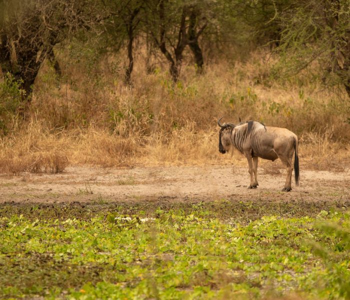 Serengeti Tour