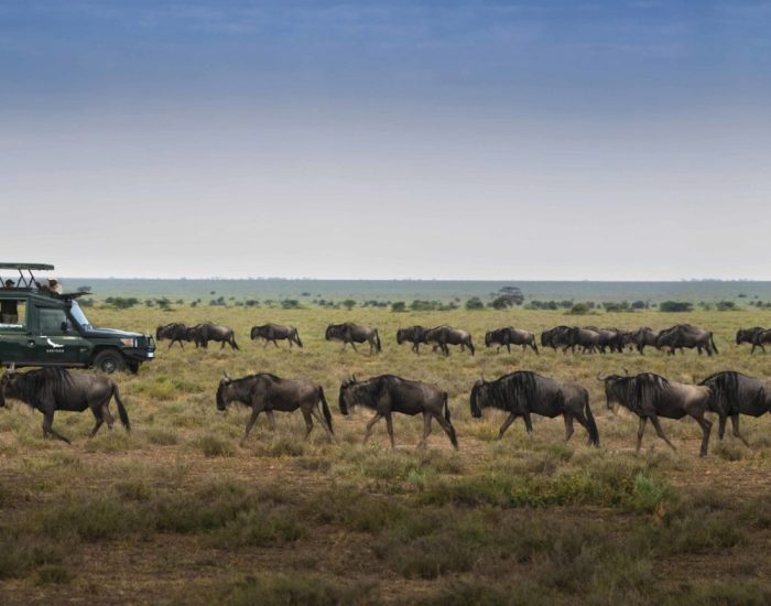 Serengeti-Under-Canvas-game-drive-