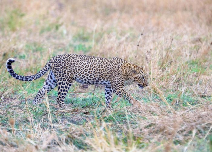 Serengeti fly in safari tanzania (1)