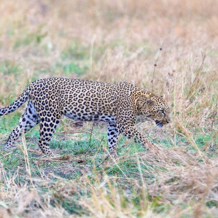 Serengeti fly in safari tanzania (1)