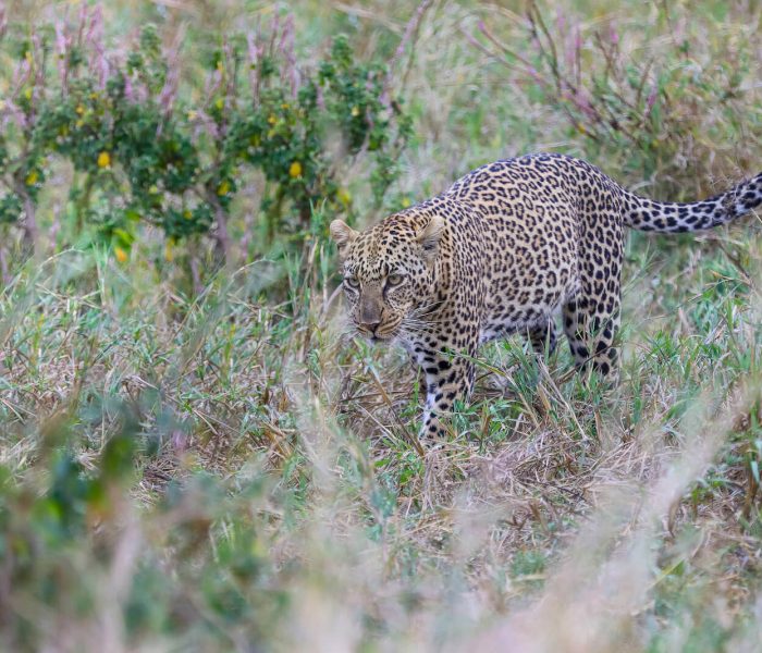 Serengeti leopard