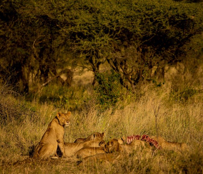 Serengeti lions
