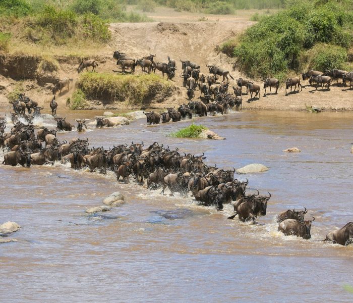 Serengeti migration river Crossing (1)