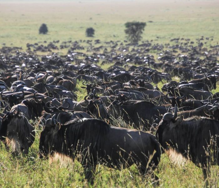 Serengeti migration safari