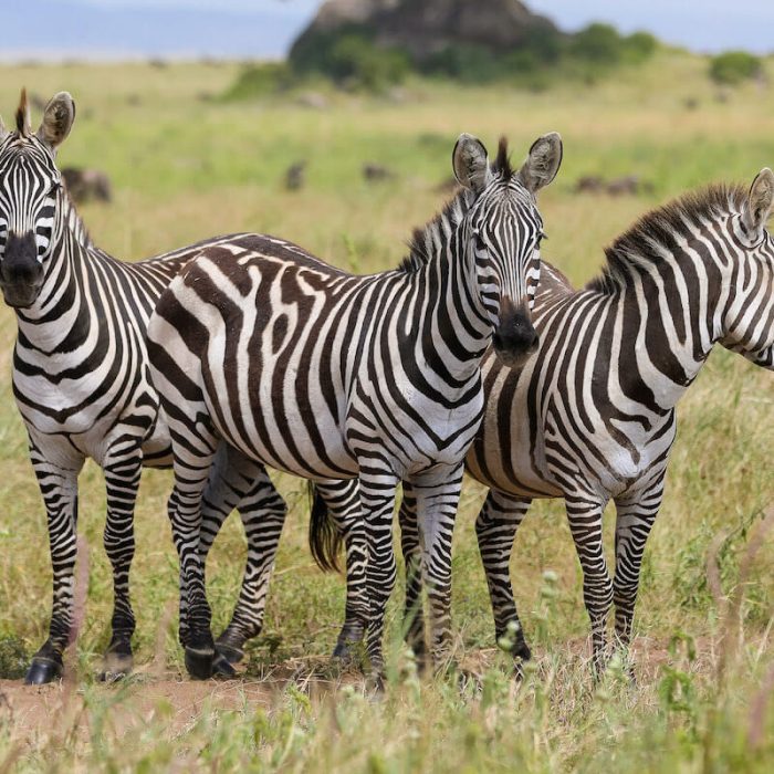 Serengeti national park fly out