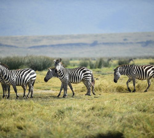 Serengeti national park flying camping JPG