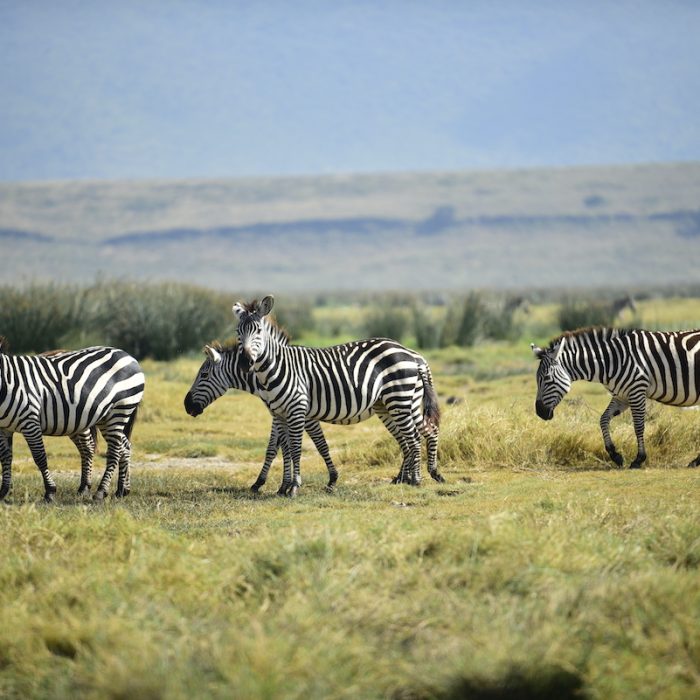 Serengeti national park flying camping JPG