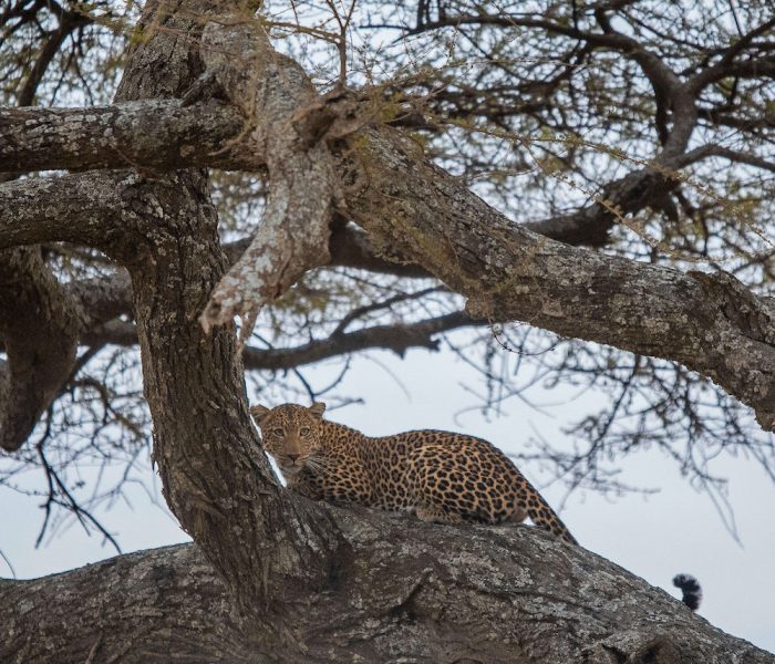 Serengeti