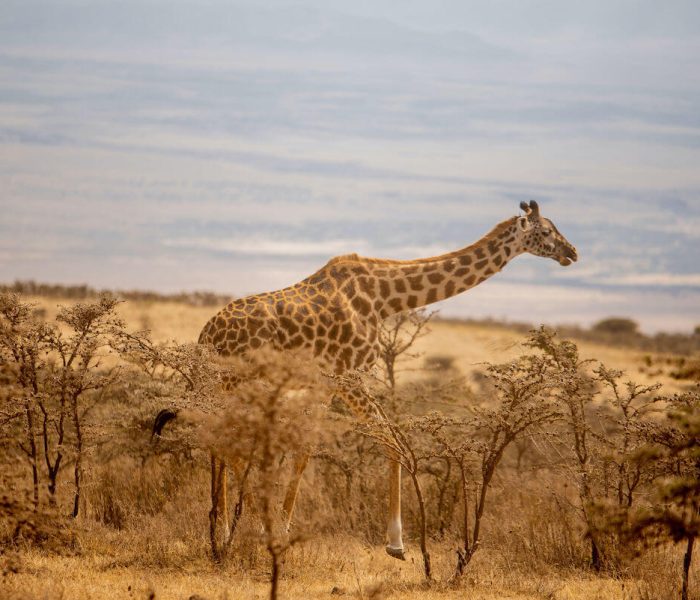 Serengeti safari experience