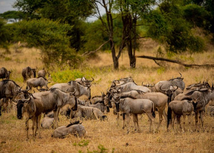 Serengeti safari experience (1)