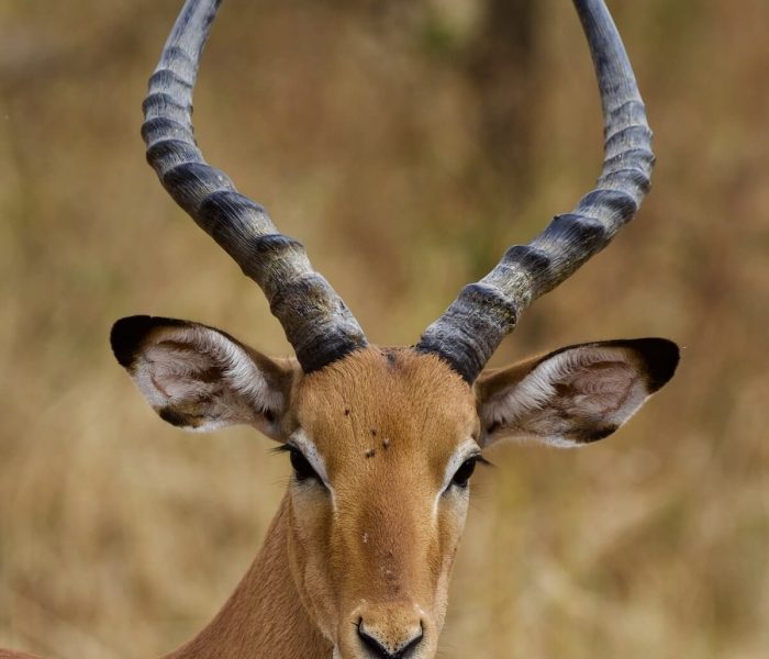 Serengeti safari