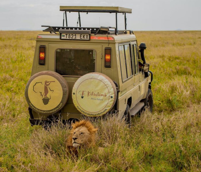 Serengeti safaris