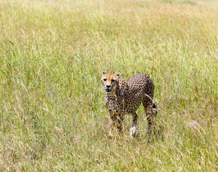 Serengeti savannah