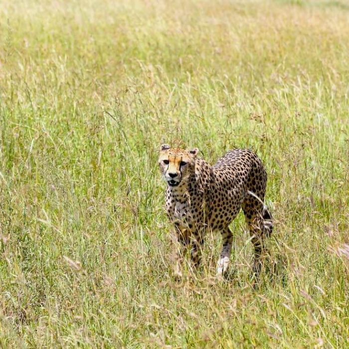 Serengeti savannah