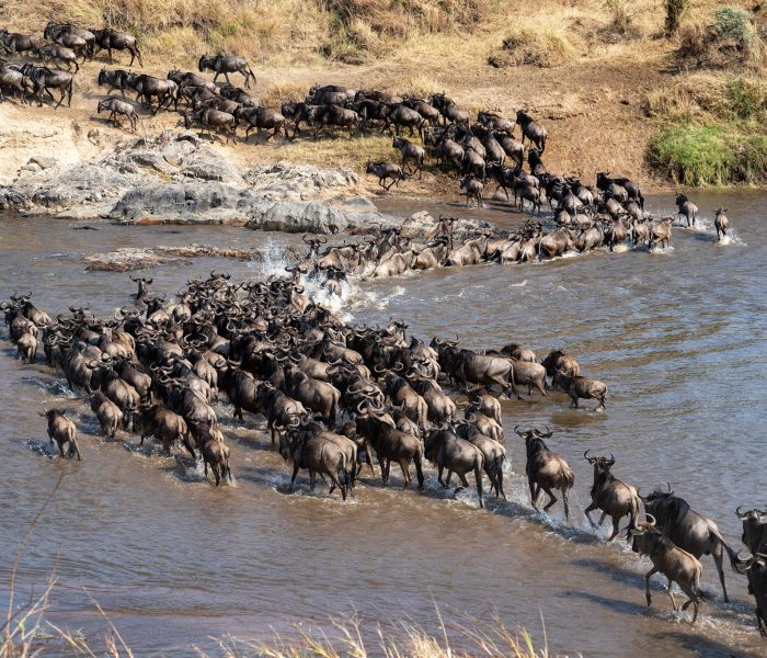 Serengeti wildebeest