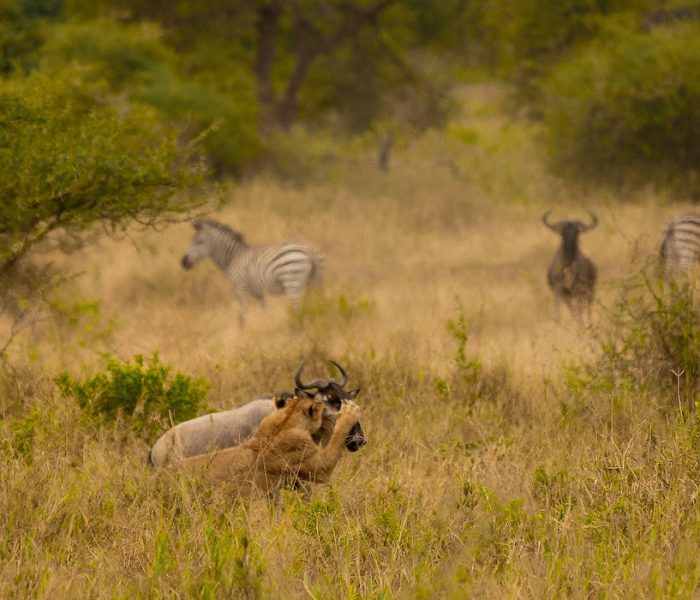 Serengeti wildlife safari