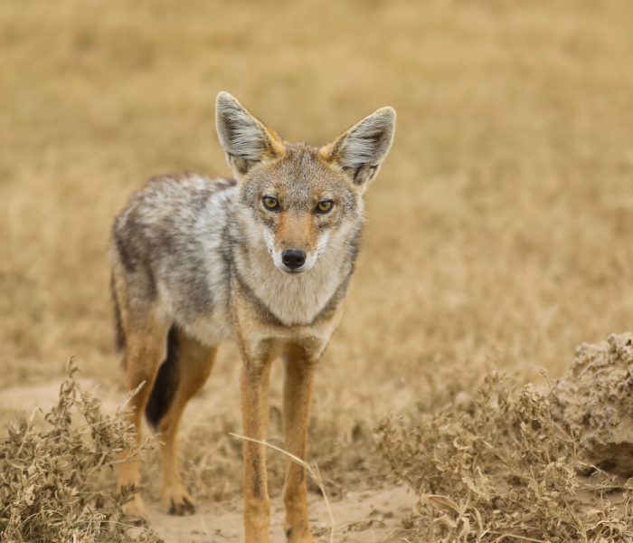 Serengeti wildog