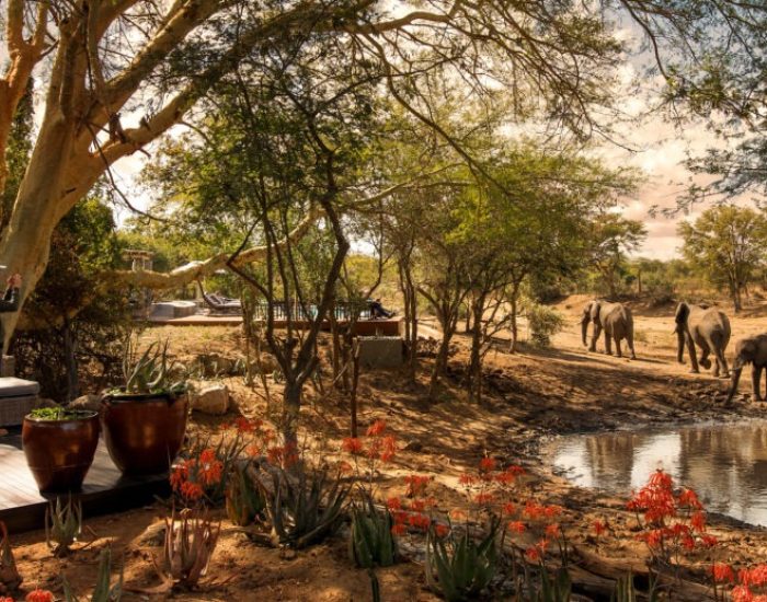 South-Africa-Ngala-Safari-Lodge-guest-area-waterhole-elepha