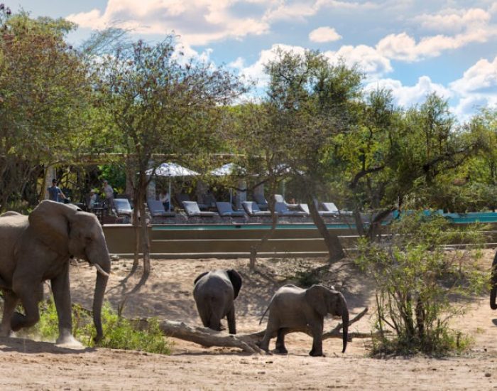 South-Africa-Ngala-Safari-Lodge-swimming-pool-elephant-17_Collections-