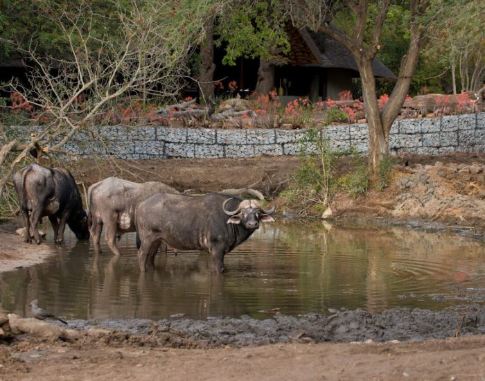 South-Africa-Ngala-Safari-Lodge-waterhole-buffalo