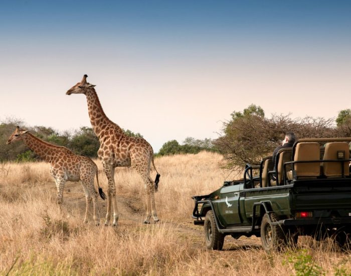 South-Africa-Phinda-Private-Game-Reserve-Game-Drive-Giraffe_4-