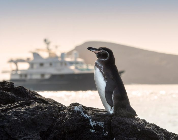 South-America-Ecuador-Galapagos-Islands-Galapagos-Explorer-Galapagos-penguin-