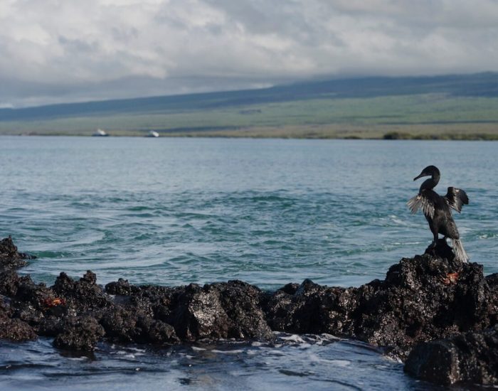 South-America-Galapagos-Explorer-Dylan-Royal-Flightless-cormorant-1_