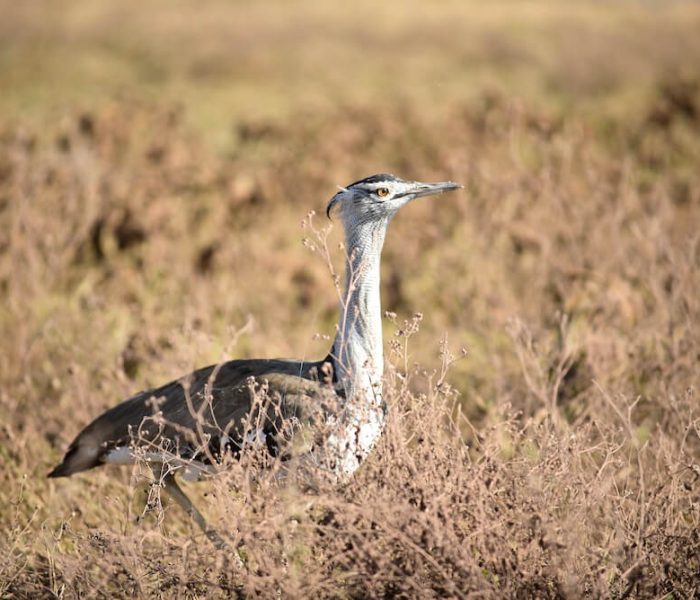 TANZANIA BIRD