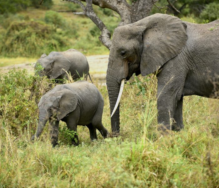 TARANGIRE ELEPHANTS ROMANTIC