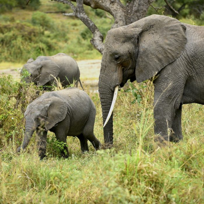 TARANGIRE ELEPHANTS ROMANTIC