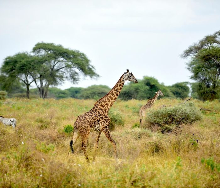 TARANGIRE GIRRAFFE