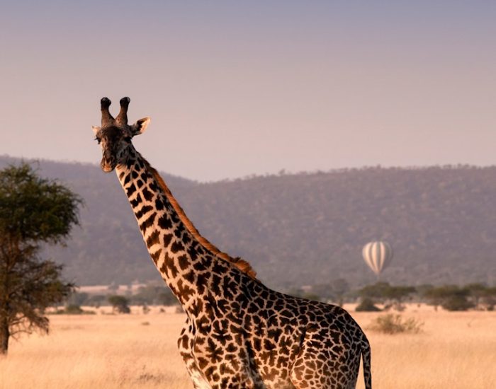 Tanzania-Grumeti-Serengeti-River-Lodge-Experiences-safari-game-drive-giraffe-