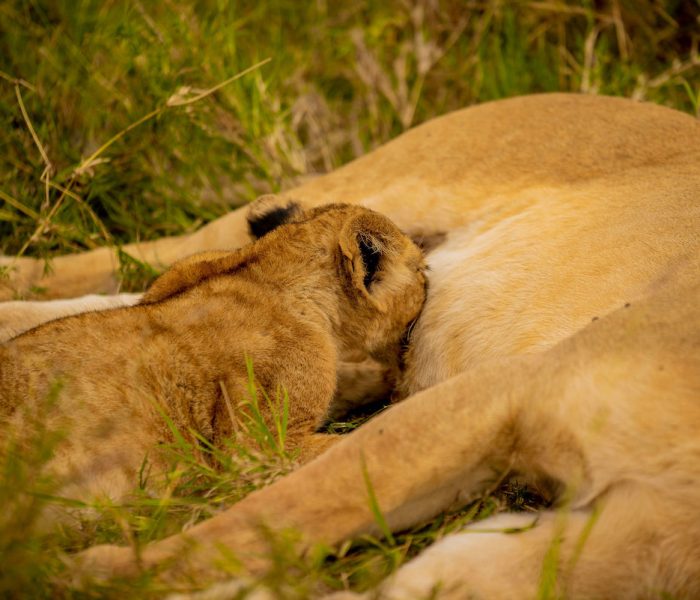 Tanzania Safari