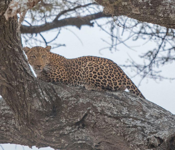 Tanzania Safaris