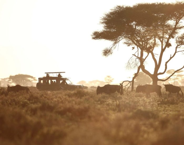 Tanzania-Serengeti-Under-Canvas-SUC-Experience-Game-drive-vehicle-with-great-migration-at-sunset
