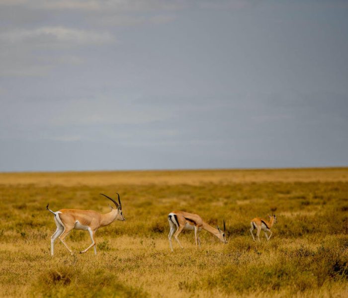 Tanzania family experience