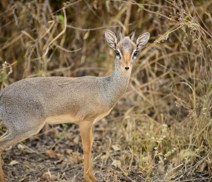 Tarangire Animal