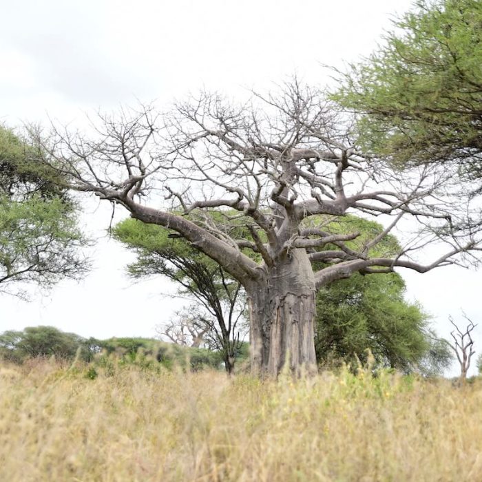 Tarangire Boab Tree