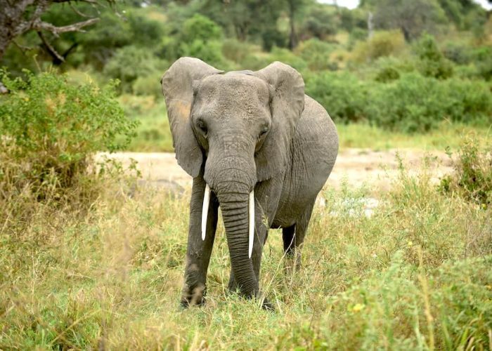 Tarangire Elephants